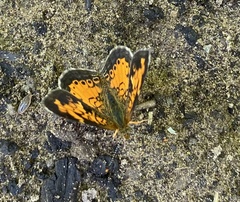 Phyciodes tharos