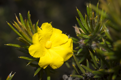 Hibbertia acerosa