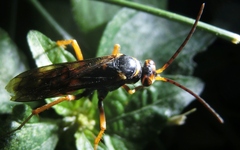 Tachypompilus ferrugineus