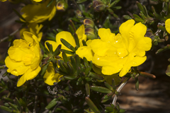 Hibbertia gracilipes