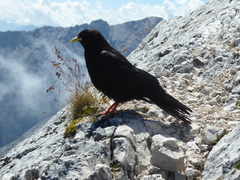 Pyrrhocorax graculus