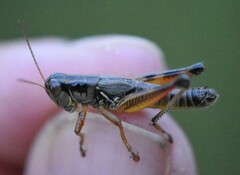 Phoetaliotes nebrascensis