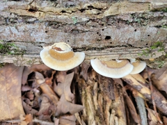 Gloeoporus dichrous