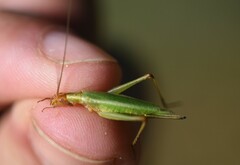 Oecanthus pini