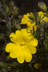 Hibbertia gracilipes