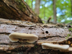 Gloeoporus dichrous