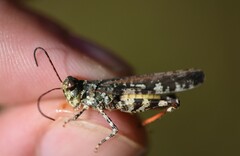 Spharagemon marmorata