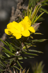 Hibbertia acerosa