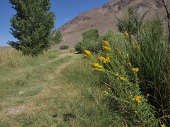 Solidago spectabilis