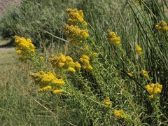 Solidago spectabilis