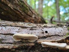 Gloeoporus dichrous