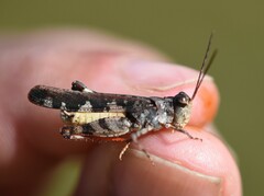 Spharagemon marmorata