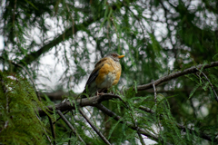 Turdus rufopalliatus