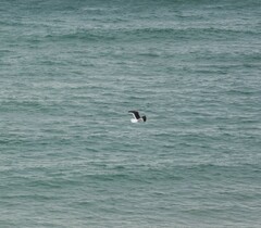 Larus dominicanus dominicanus