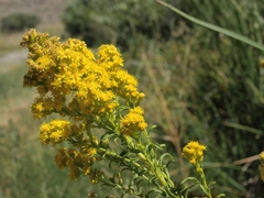 Solidago spectabilis