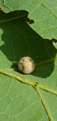 Philonix fulvicollis