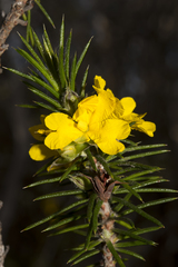 Hibbertia mucronata