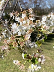 Prunus cerasifera
