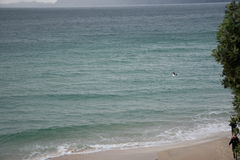 Larus dominicanus dominicanus