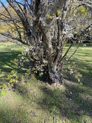 Prunus cerasifera