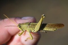 Schistocerca lineata