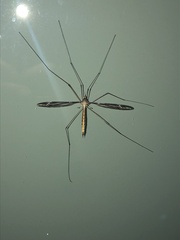 Tipula furca