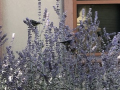 Spinus psaltria
