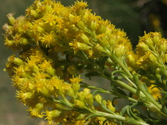 Solidago spectabilis