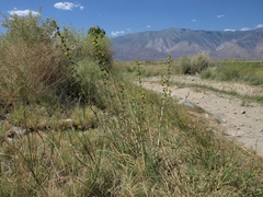 Pyrrocoma racemosa sessiliflora