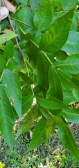 Carya cordiformis