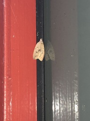 Machimia tentoriferella