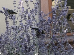 Spinus psaltria
