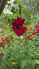 Hibiscus coccineus