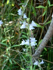 Linaria
