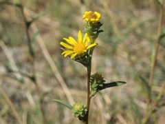 Pyrrocoma racemosa sessiliflora