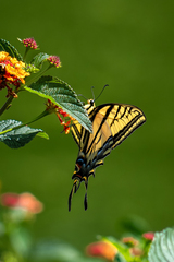 Papilio multicaudata multicaudata