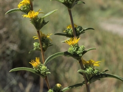 Pyrrocoma racemosa sessiliflora
