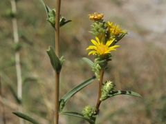 Pyrrocoma racemosa sessiliflora