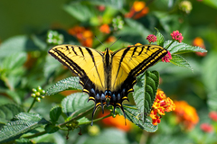 Papilio multicaudata multicaudata