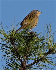 Emberizoides herbicola