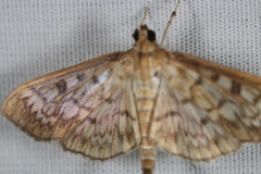 Herpetogramma thestealis