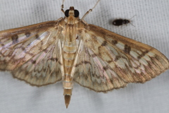 Herpetogramma thestealis
