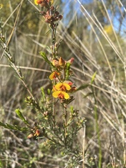Faboideae