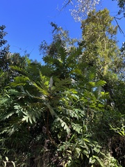 Bocconia frutescens