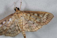 Herpetogramma thestealis