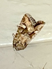 Lacinipolia circumcincta