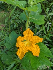 Cucurbita pepo