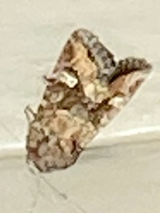 Lacinipolia circumcincta