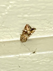 Lacinipolia circumcincta