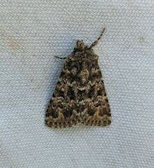 Pseudobryomima fallax